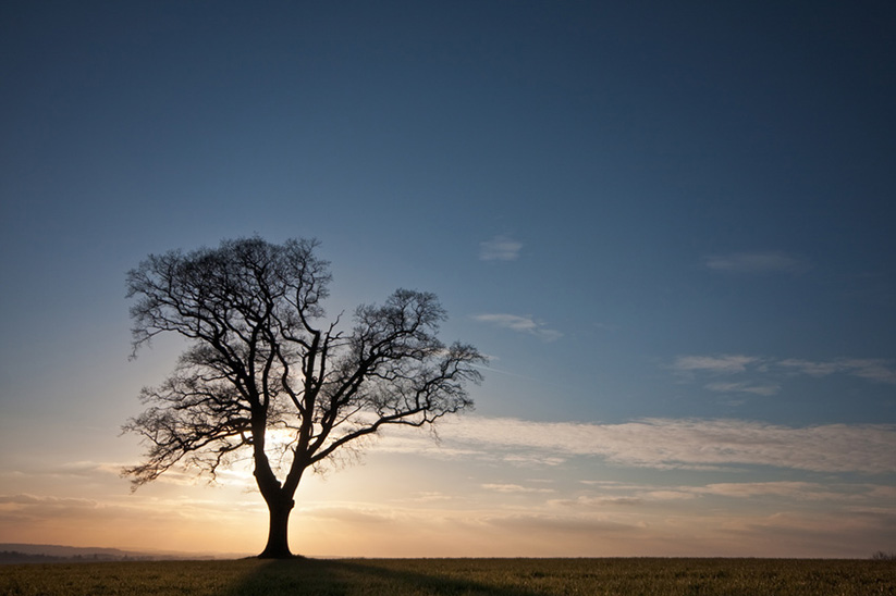 loss Single tree in a field at sunset